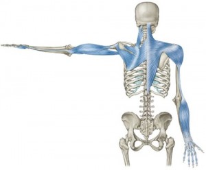 Anatomy Trains: Arm line (Thomas Myers)