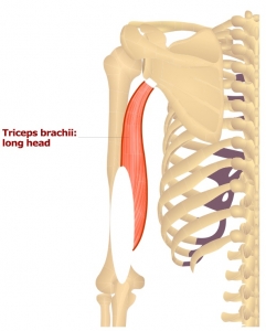 Triceps brachii long head